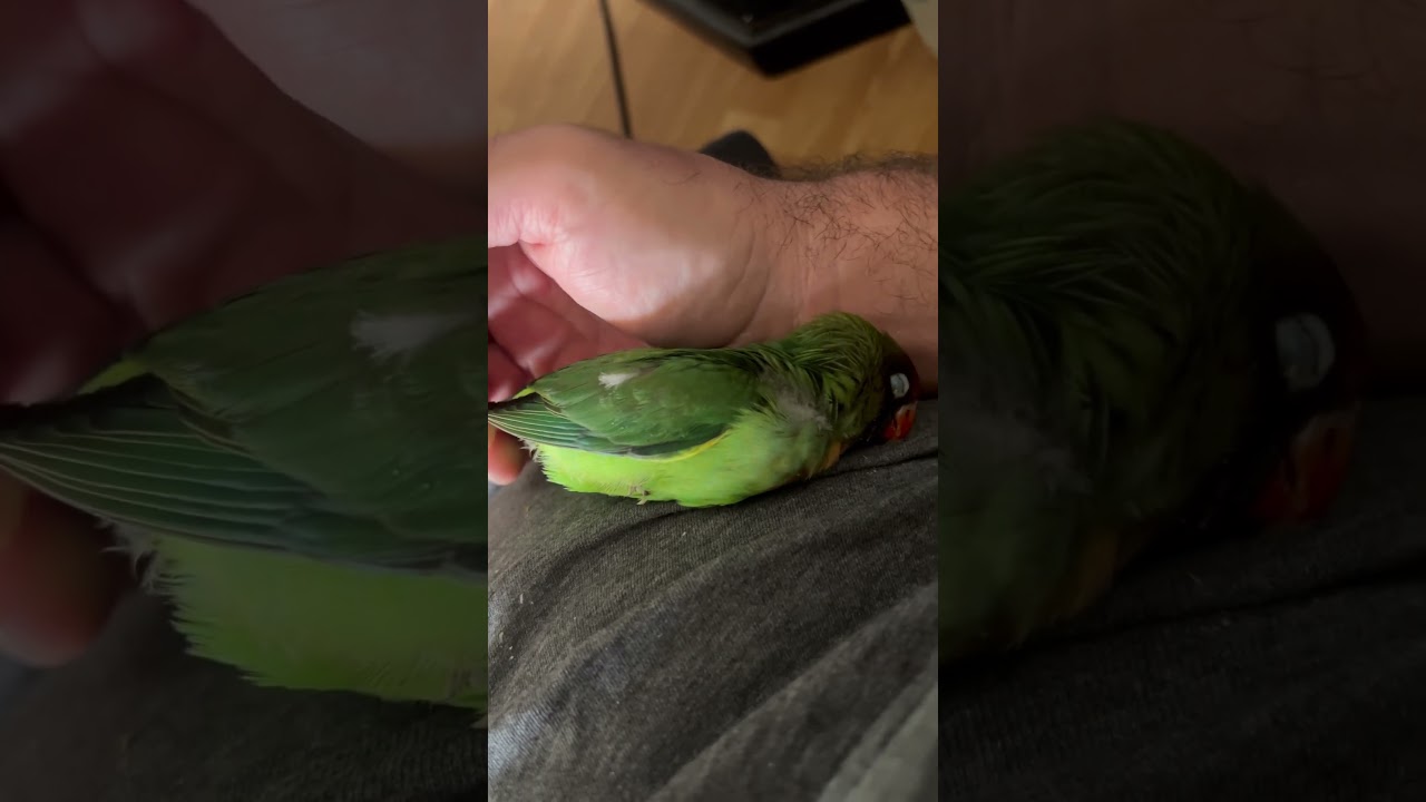 Ins&eacute;parable nigrigenis #birds #lovebirds #cute #nature