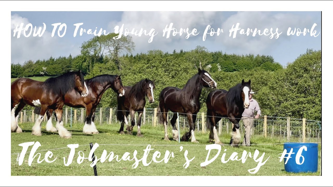 THE JOBMASTER'S DIARY - EPISODE 6 - HOW TO TRAIN YOUNG HORSE FOR HARNESS WORK