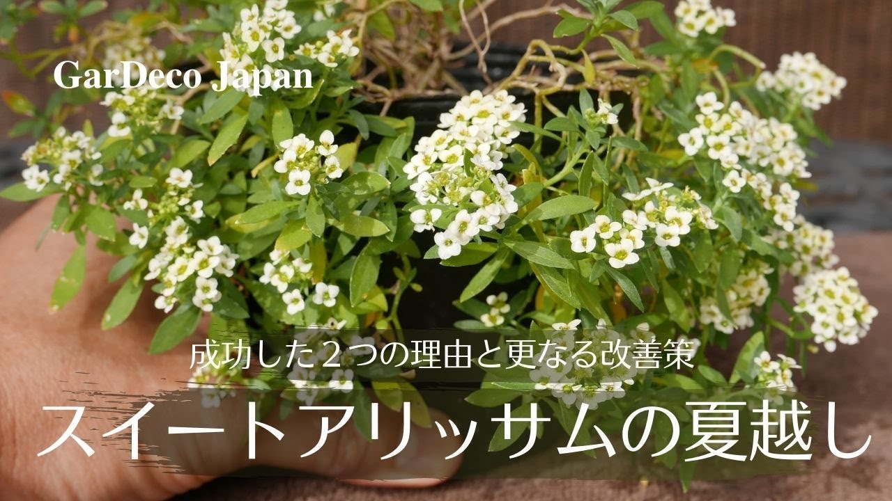 スイートアリッサムの夏越しに成功できた２つの理由と更なる改善策