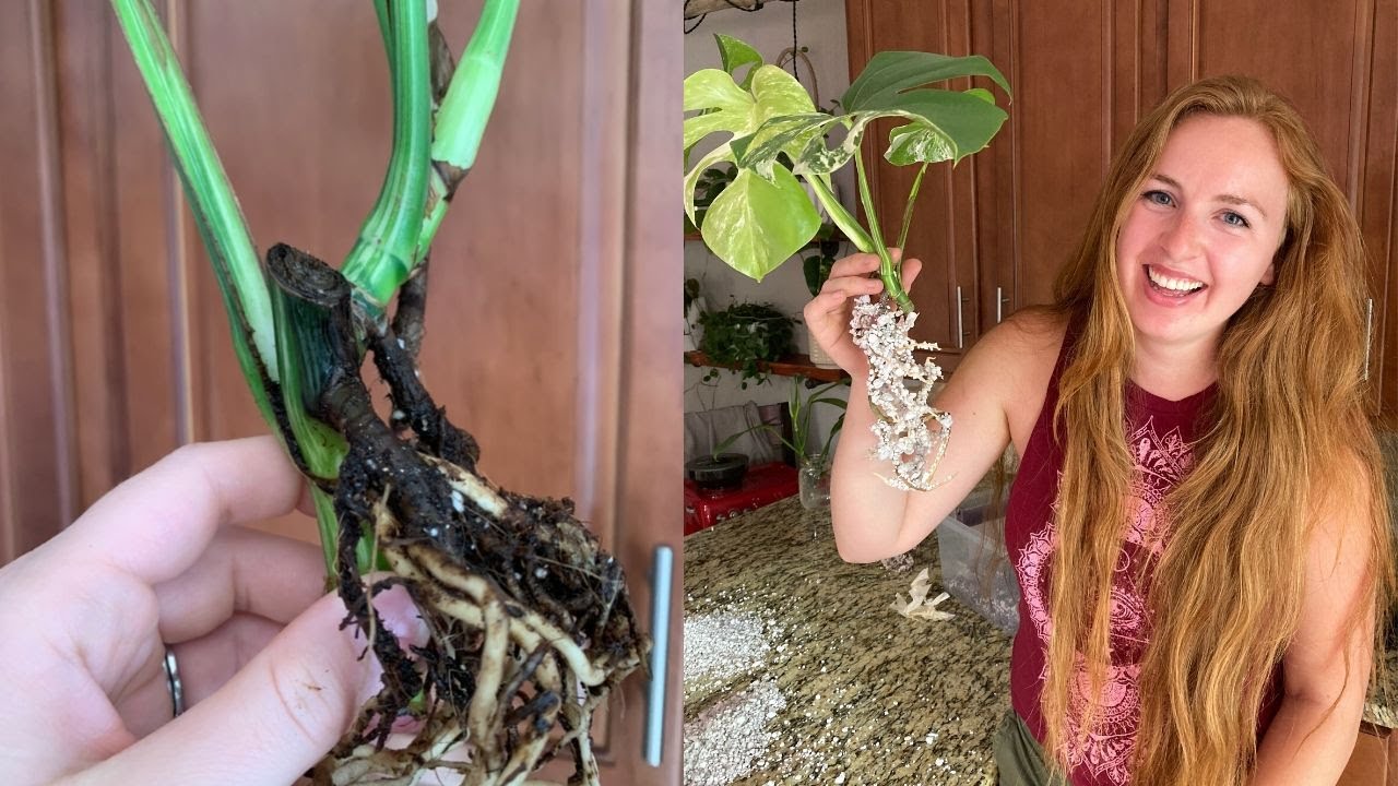 SAVING ALBO MONSTERA FROM ROOT ROT | Repot with me