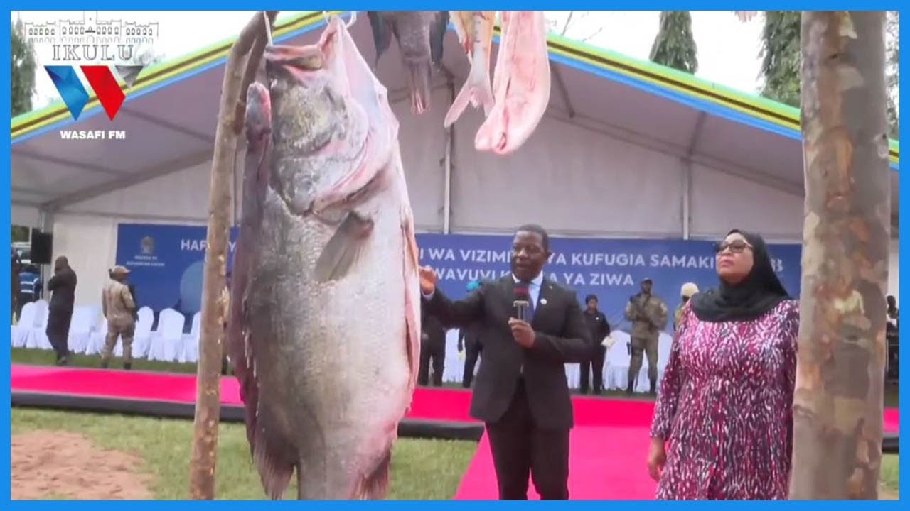 UTASHANGAA! SAMAKI SANGARA MWENYE KILO 40, ULEGA AMUELEZA RAIS SAMIA 