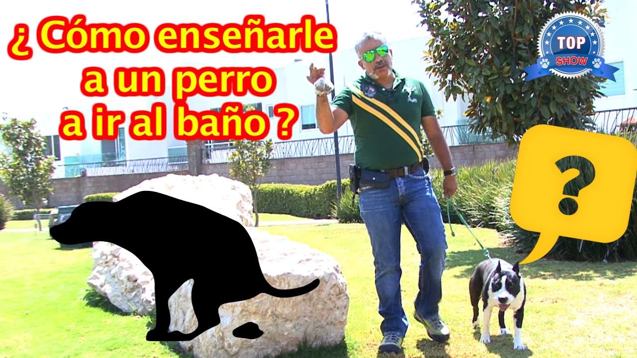 CÓMO ENSEÑARLE A UN PERRO A IR AL BAÑO 
