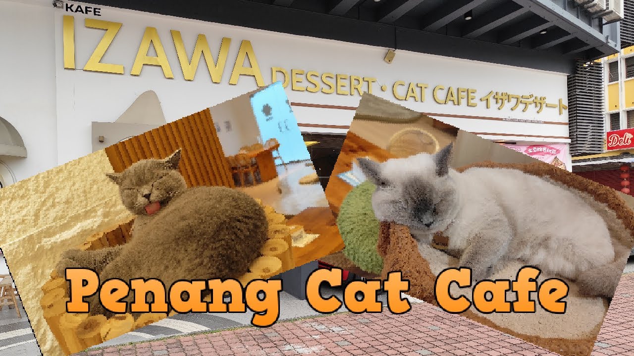 The Best Cat Cafe in Penang? 🐱 | Izawa Dessert & Cat Cafe Preview