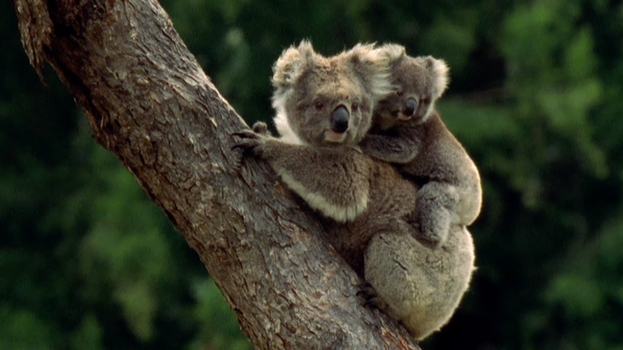 Baby Koala eats mother's poo - Animal Super Parents: Episode 1 Preview - BBC