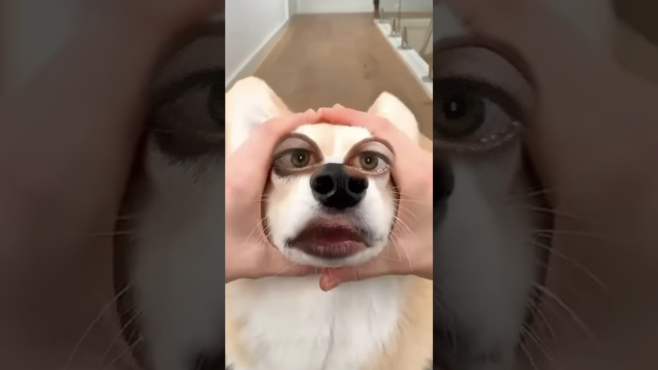 Cute Puppies 🥰&hearts; super funny Corgi &hearts; #shorts #2025 #entertainment #trending