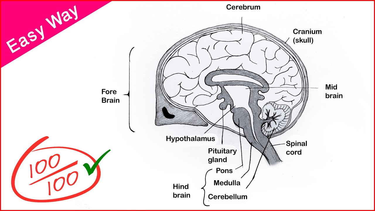 How to Draw Human Brain diagram drawing || Step by step very easy way for Beginners - CBSE
