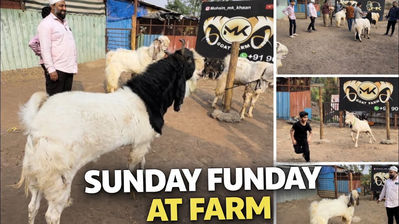 Sunday funday at farm full action | Mohsin Khan