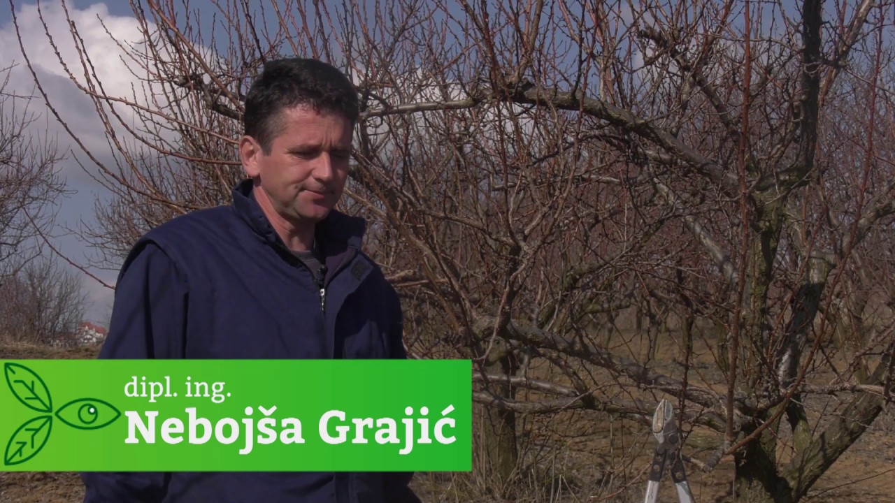 Zimska rezidba kajsije