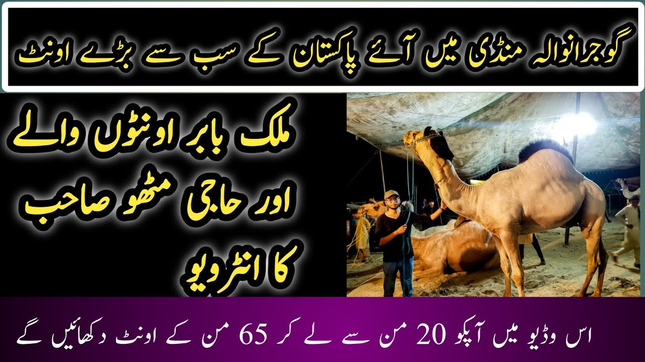 Camel  mandi | Camel mandi 2021 | gujranwala camel mandi 2021 | Malik babar ountho wale