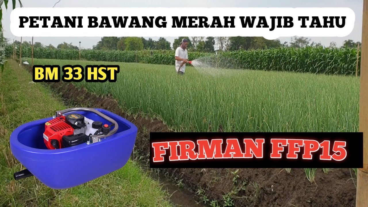 SIRAM BAWANG MERAH  MESIN FIRMAN FFP15 // 100% CEPAT & EFISIEN ( BM USIA 33 HST )