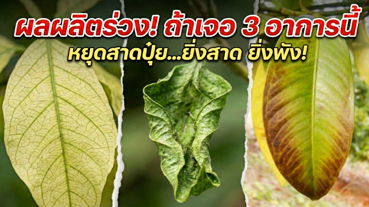 ระวัง!⚠️ 3 อาการใบฟ้องโรค ยิ่งอัดปุ๋ย ต้นยิ่งพัง ✅เช็ควิธีแก้ + เพิ่มผลผลิต 20-50%