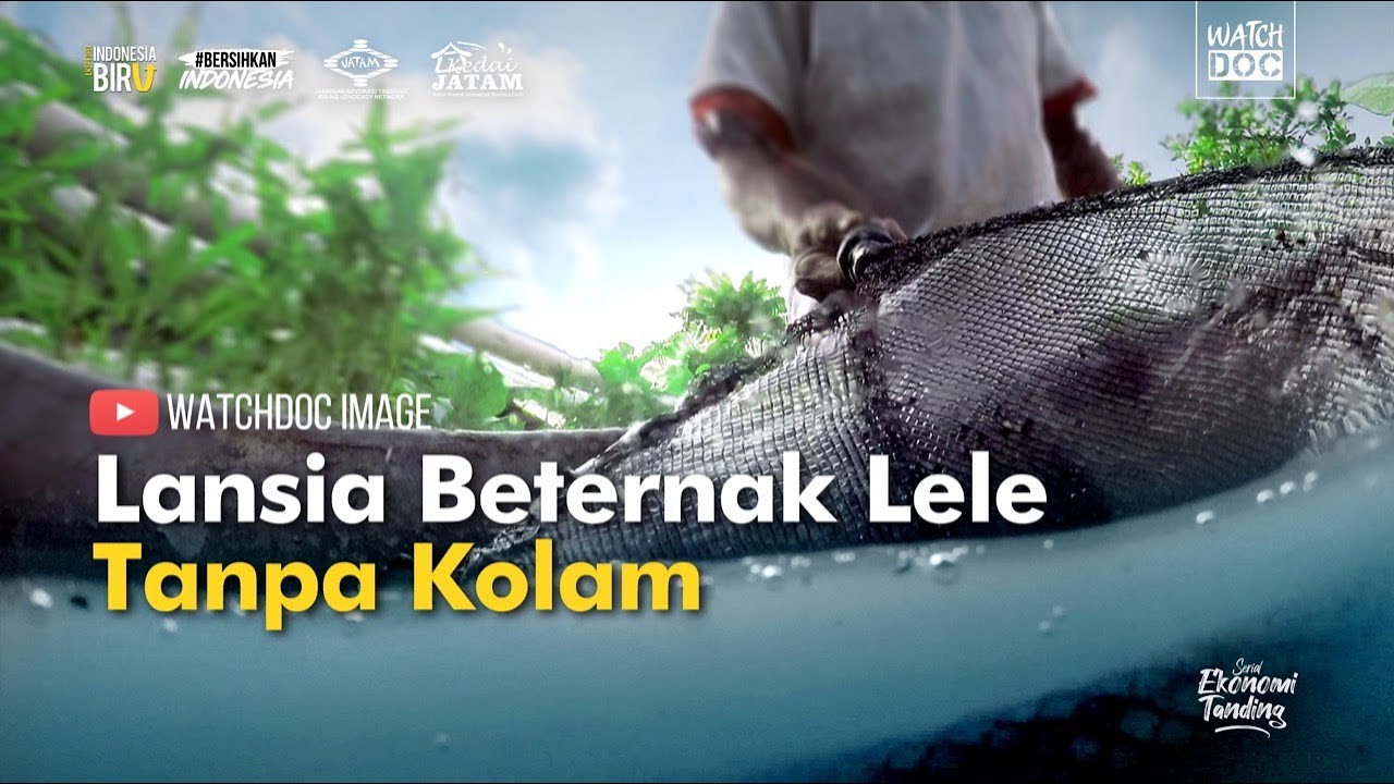 Lansia Beternak  Lele Tanpa Kolam