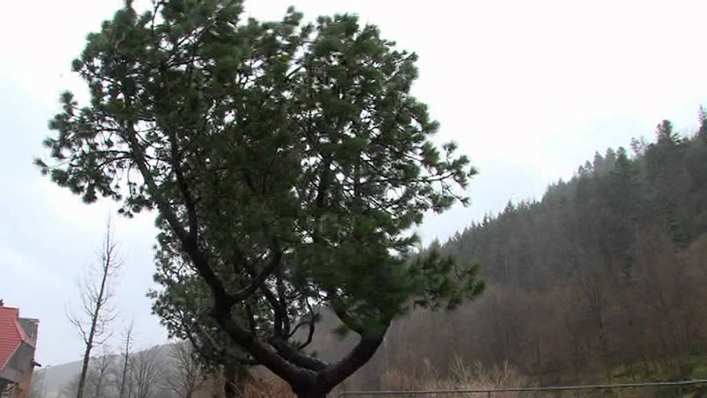 Wolfach im Schwarzwald // Orkan Joachim fällt Baum  / 16.12.2011