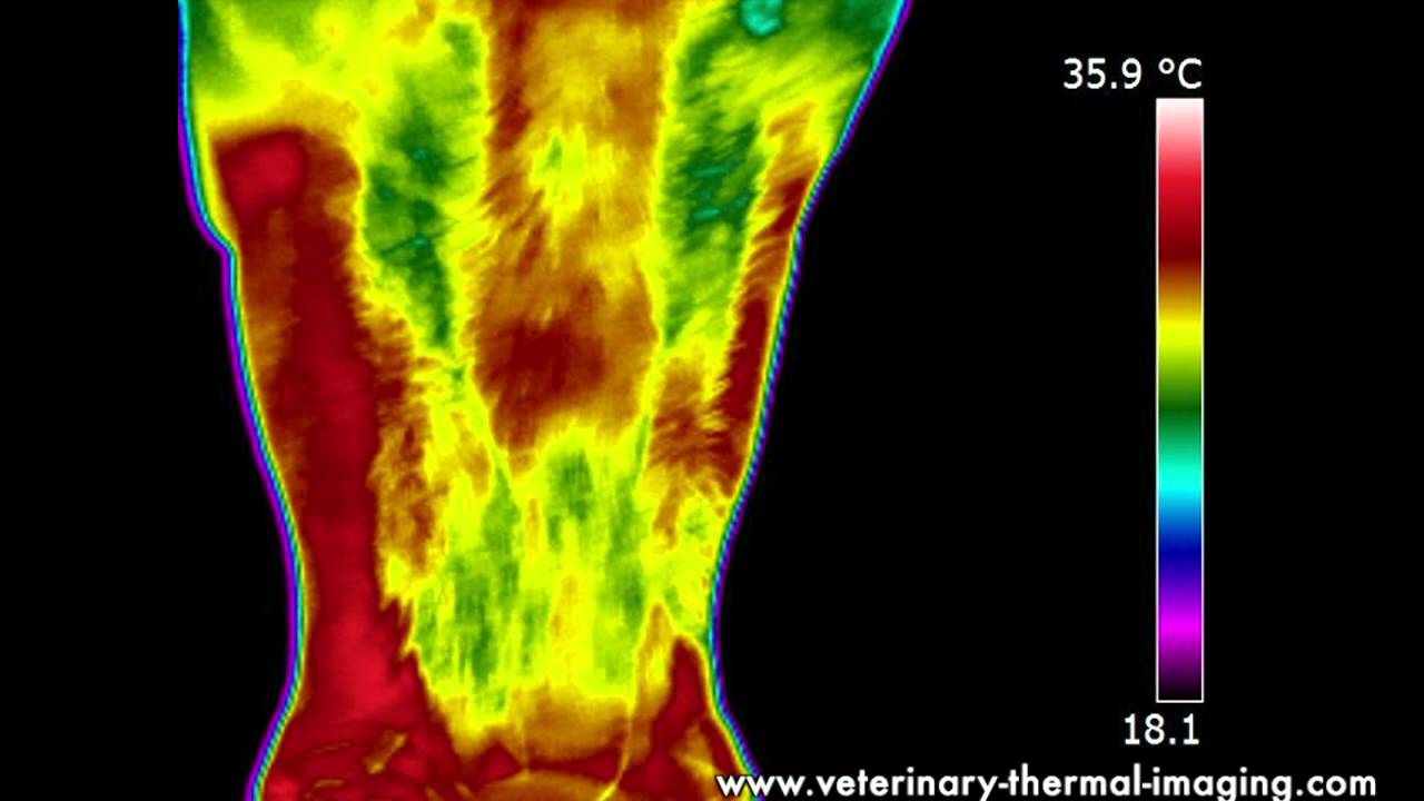 Horse Dental Pain Identified Using Equine Thermography