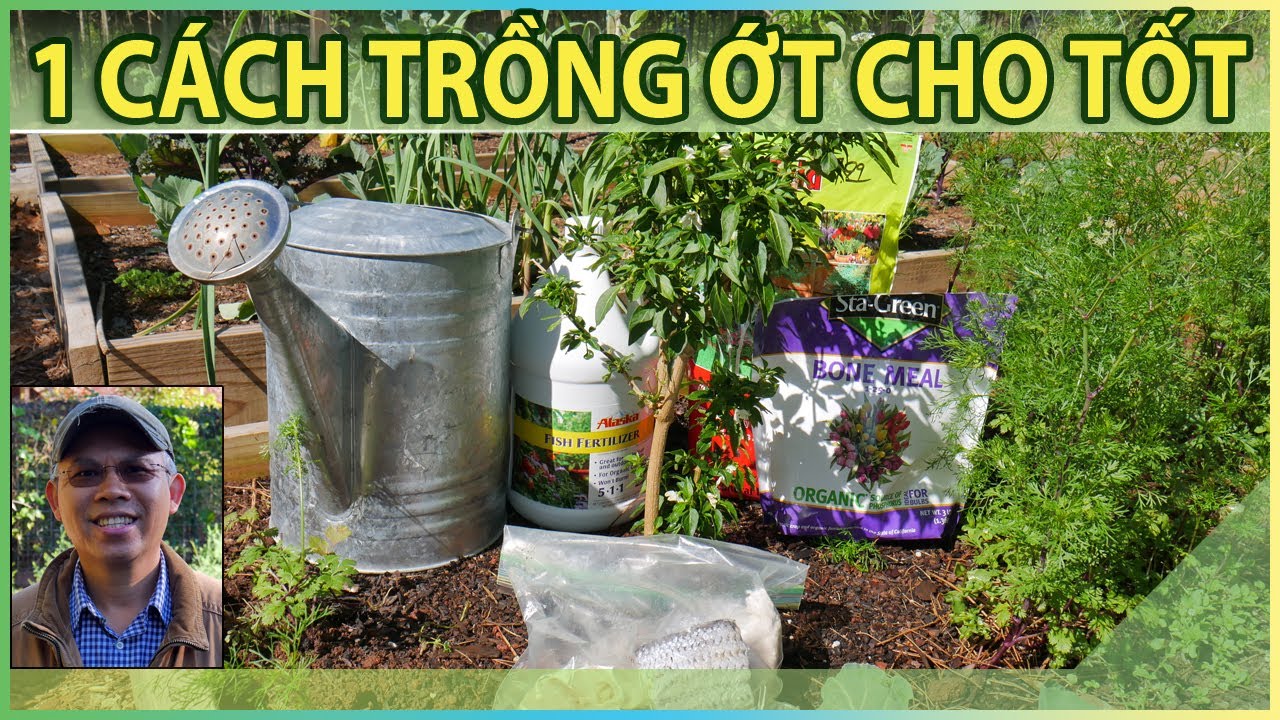 1 cách TRỒNG CÂY ỚT xuống vườn cho tốt sau ngủ đông