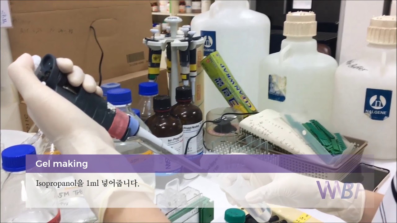 단백질 전기영동SDS PAGE과 Western Blot