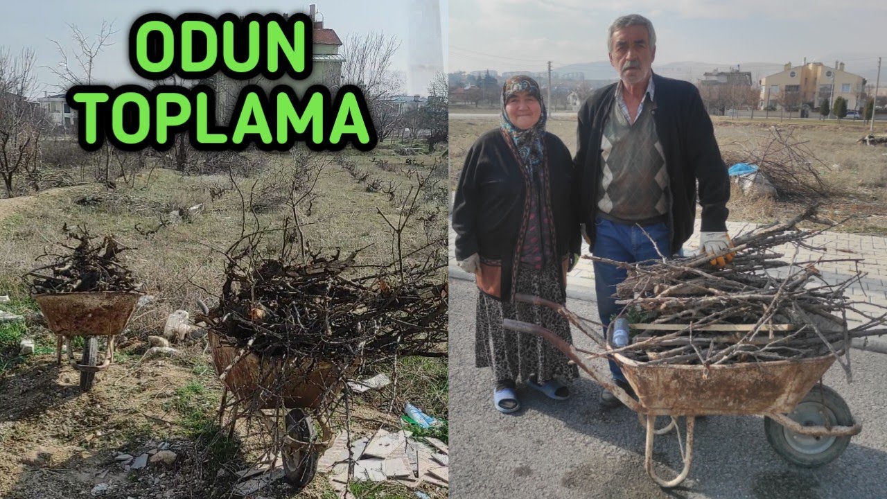 BUGÜN DE ODUN TOPLADIK.... | Bahçe günlükleri 🪵🌳🍃 #bahçe #odun 