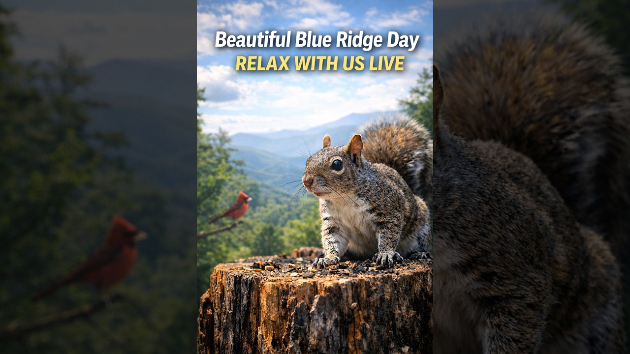 We’re Back! 🐿️ Live Squirrel Cam Restored | Blue Ridge Mountains