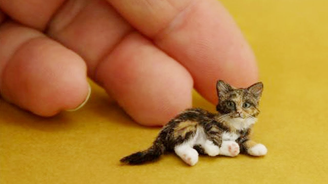 Ты смеёшься – ты проиграл 😂😍 Самые смешные кошки и собаки 2025 года 😹🐈