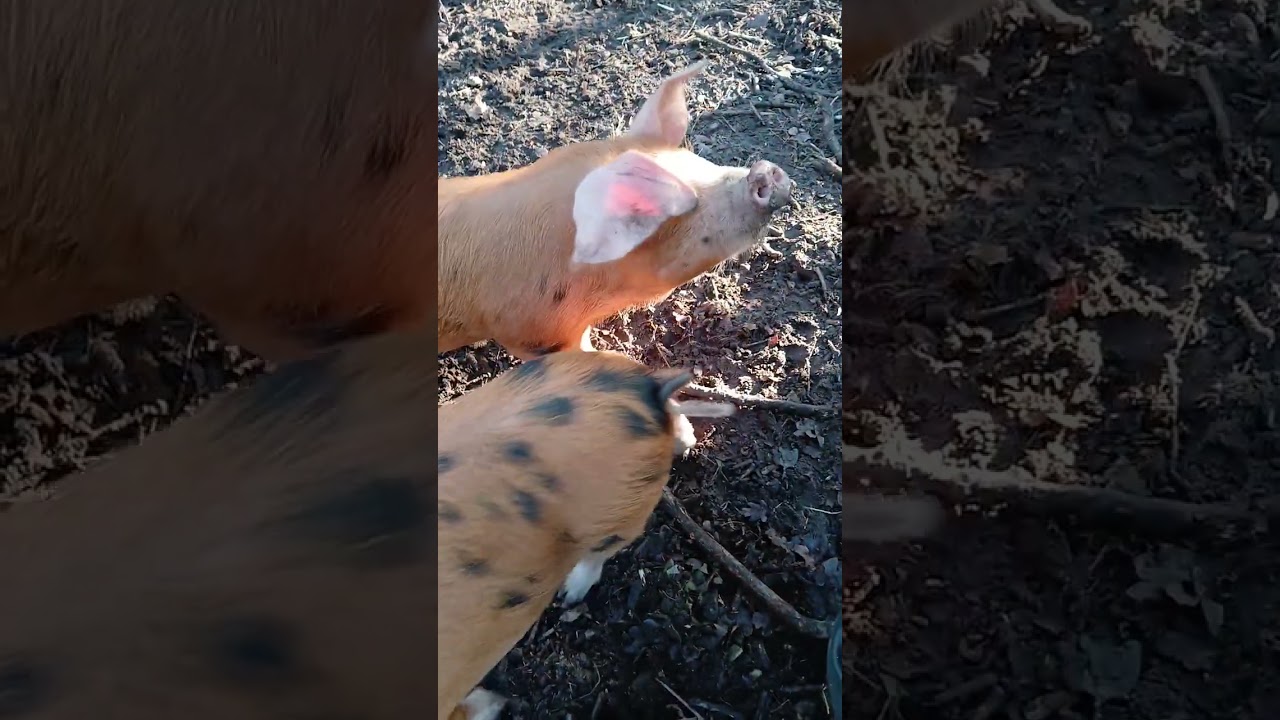 Playtime for the OSBs #countrylife #hellosurrey #pigs #farming #OSB #viral 