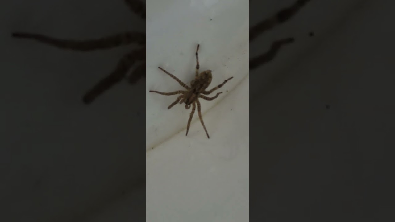 False Wolf Spider, that was on the shower floor 