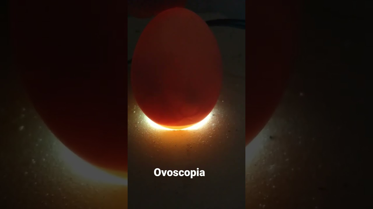 como fazer ovoscopia? ovo galado 10 dias