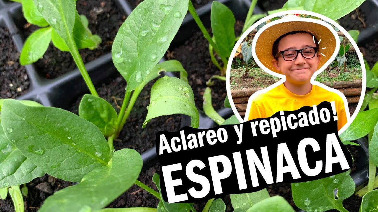 COMO SEMBRAR ESPINACAS EN TU HUERTA - ACLAREO Y REPICADO MUY FACIL! - LA GRANJA DEL BORREGO
