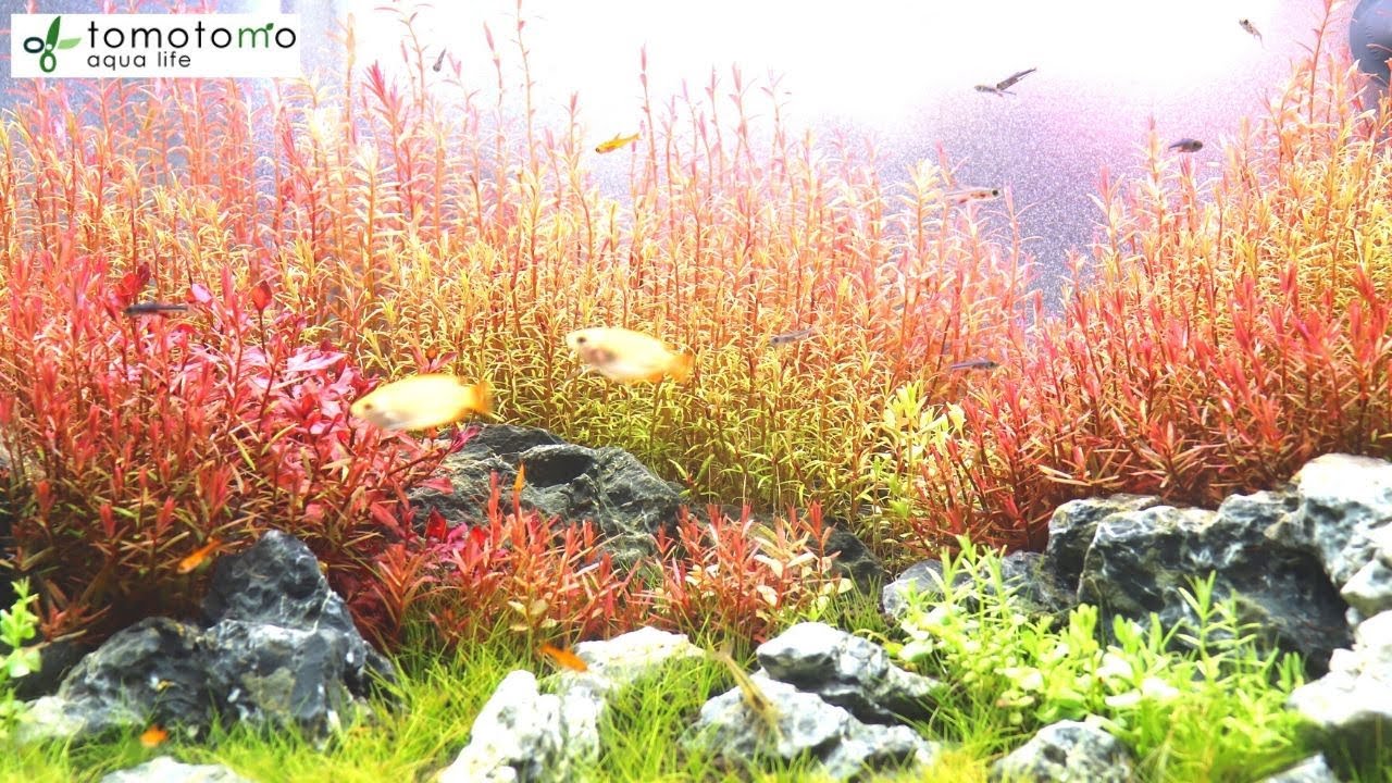 【60水槽の水草紹介】 A60 aquarium tank with Ryuoh stone layout