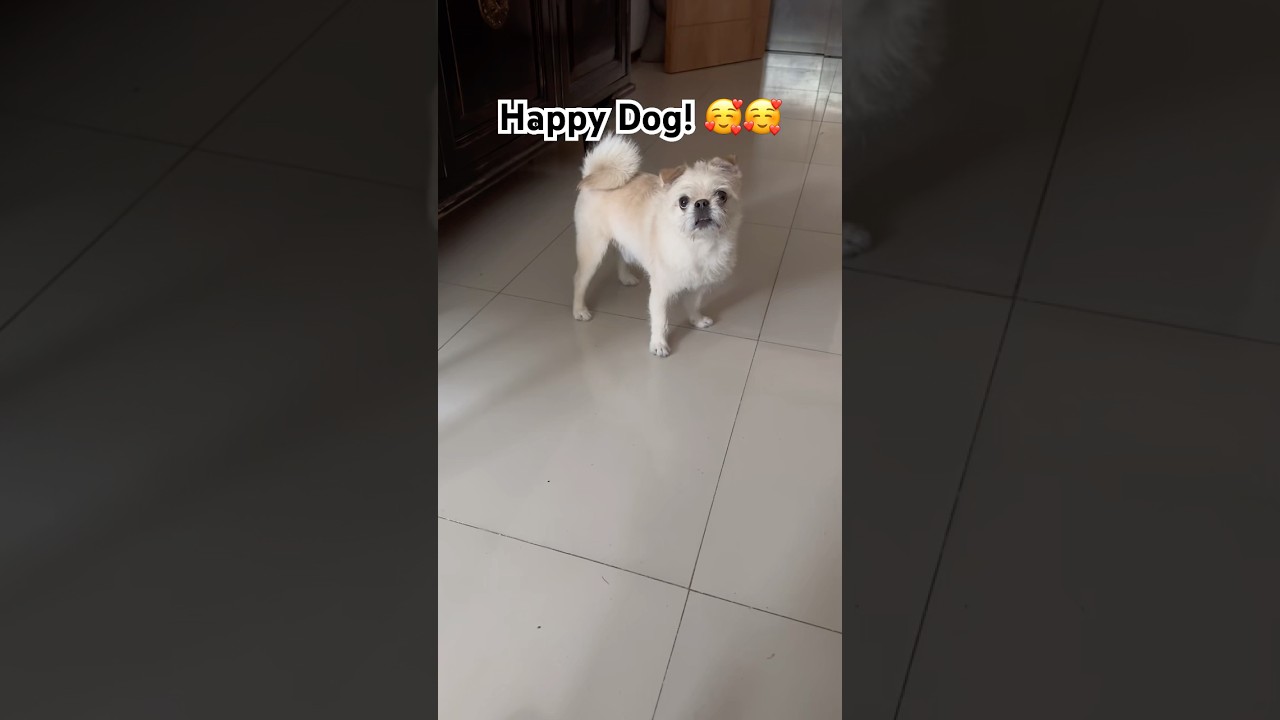 Happy Dog! 🥰 