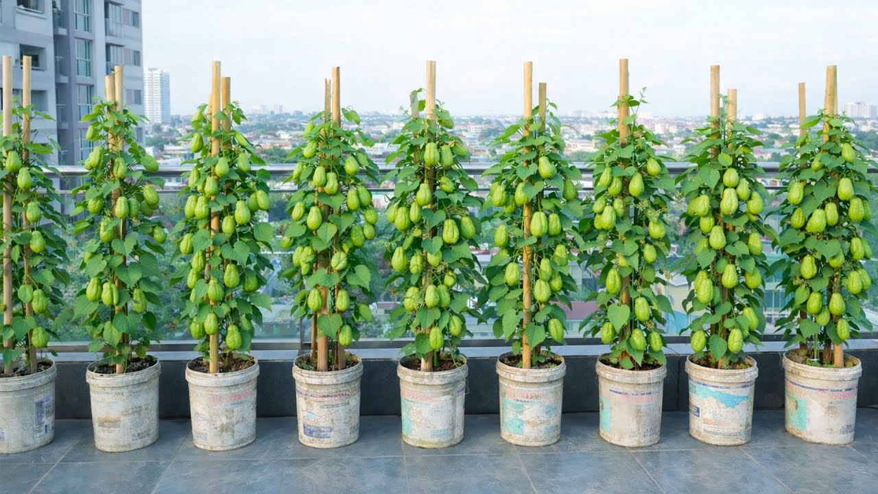 Grow Chayote on a Balcony? Here’s the Secret to Success!