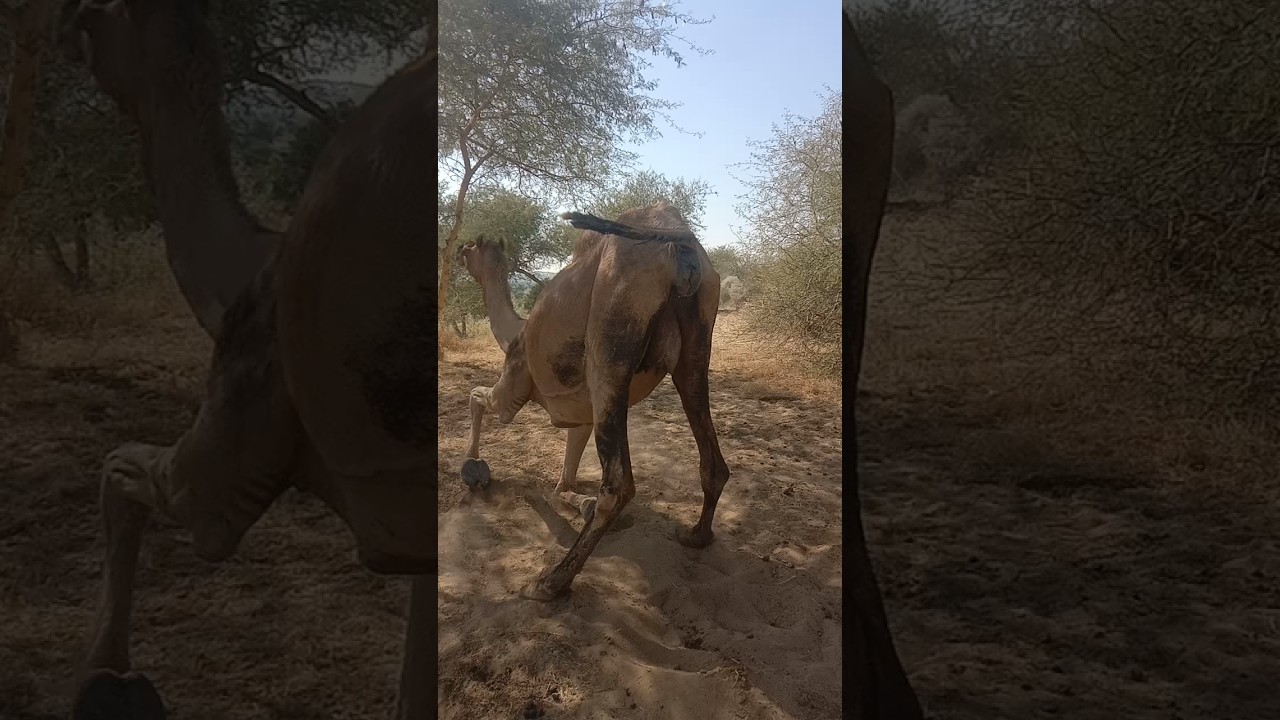 Camel Delivery II #foryou