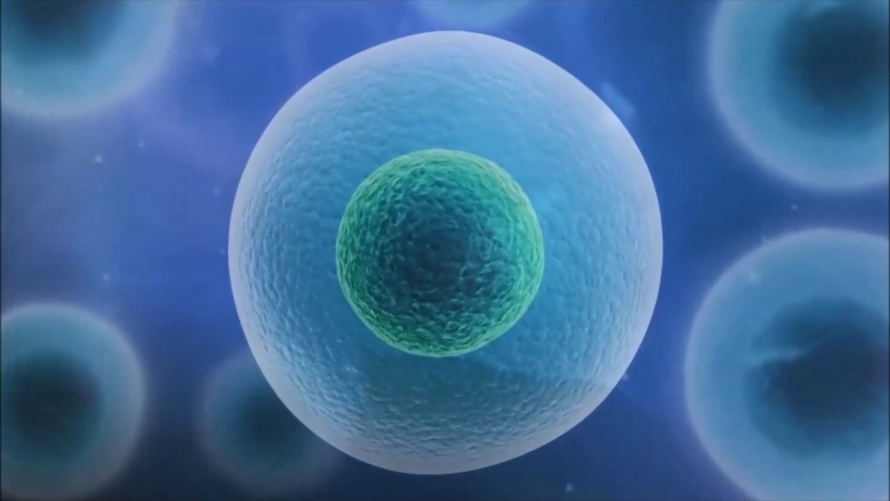 The Stranglers - Genetix