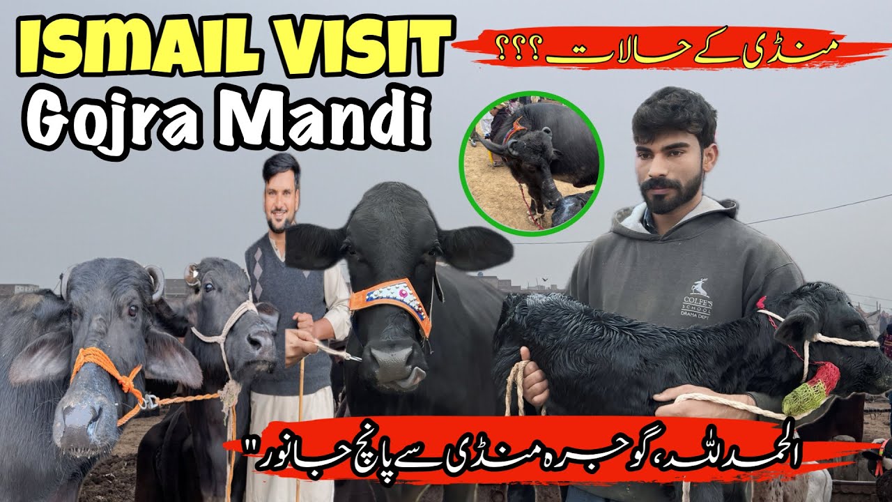 Ismail Jutt Visit Gojra Mandi