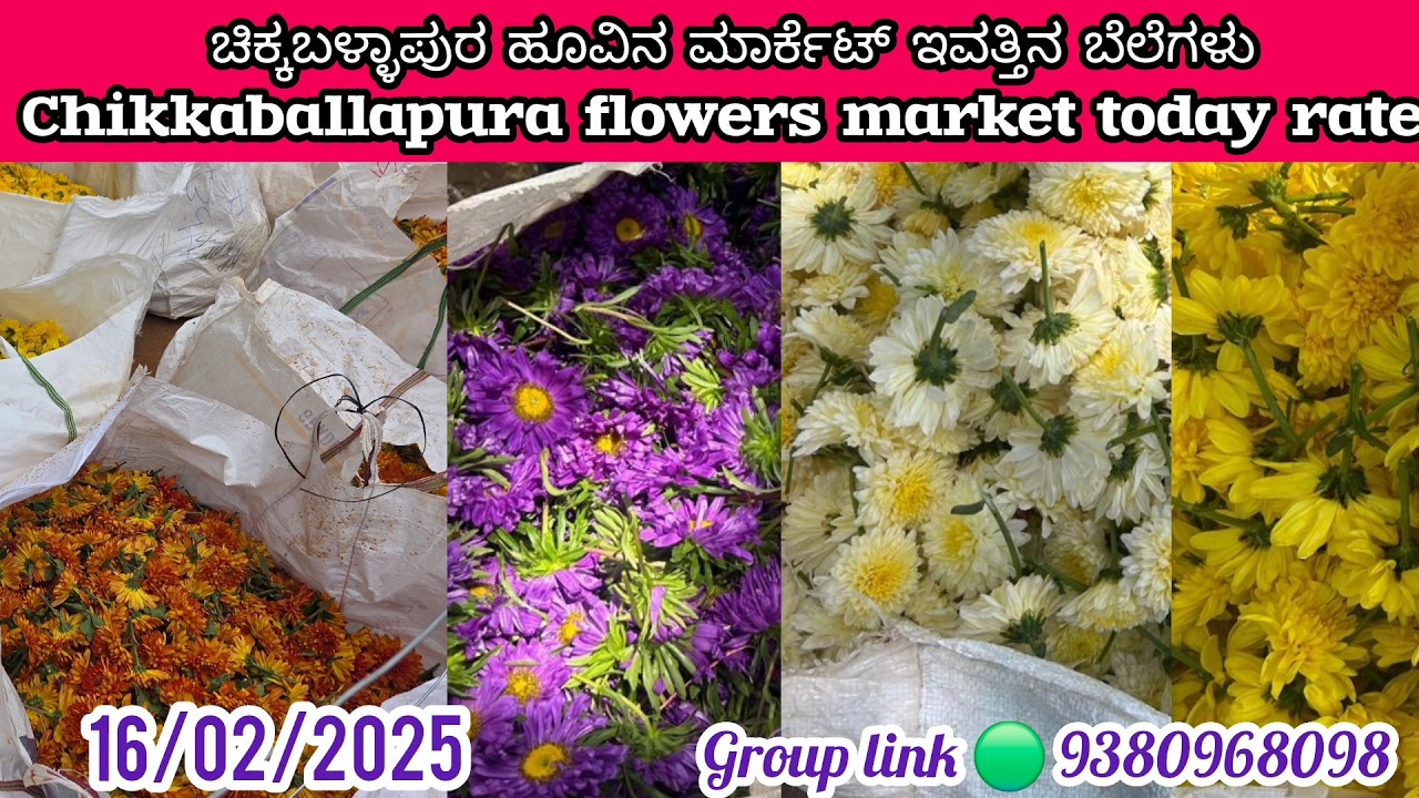 #chikballapura #flowers market #today rate 16/02/2026 ಚಿಕ್ಕಬಳ್ಳಾಪುರ ಹೂವಿನ ಮಾರ್ಕೆಟ್‌ ಇವತ್ತಿನ ಬೆಲೆಗಳು