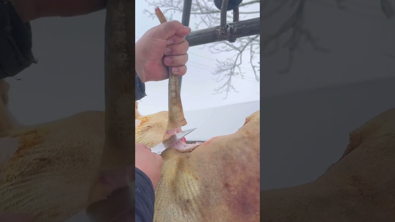 Відрізаю хвостика