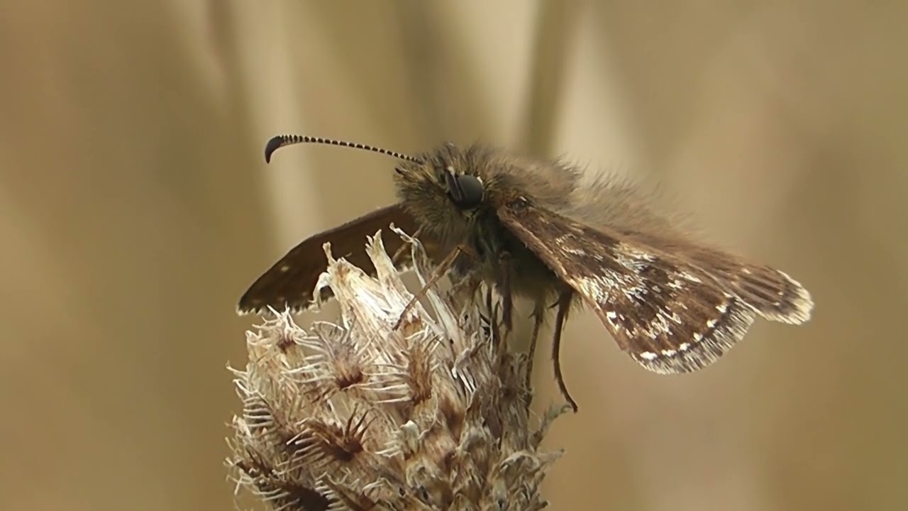 Dingy Skippers in fine detail