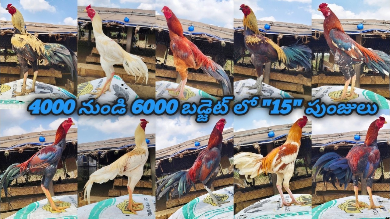 4000 To 6000 బడ్జెట్ లో  