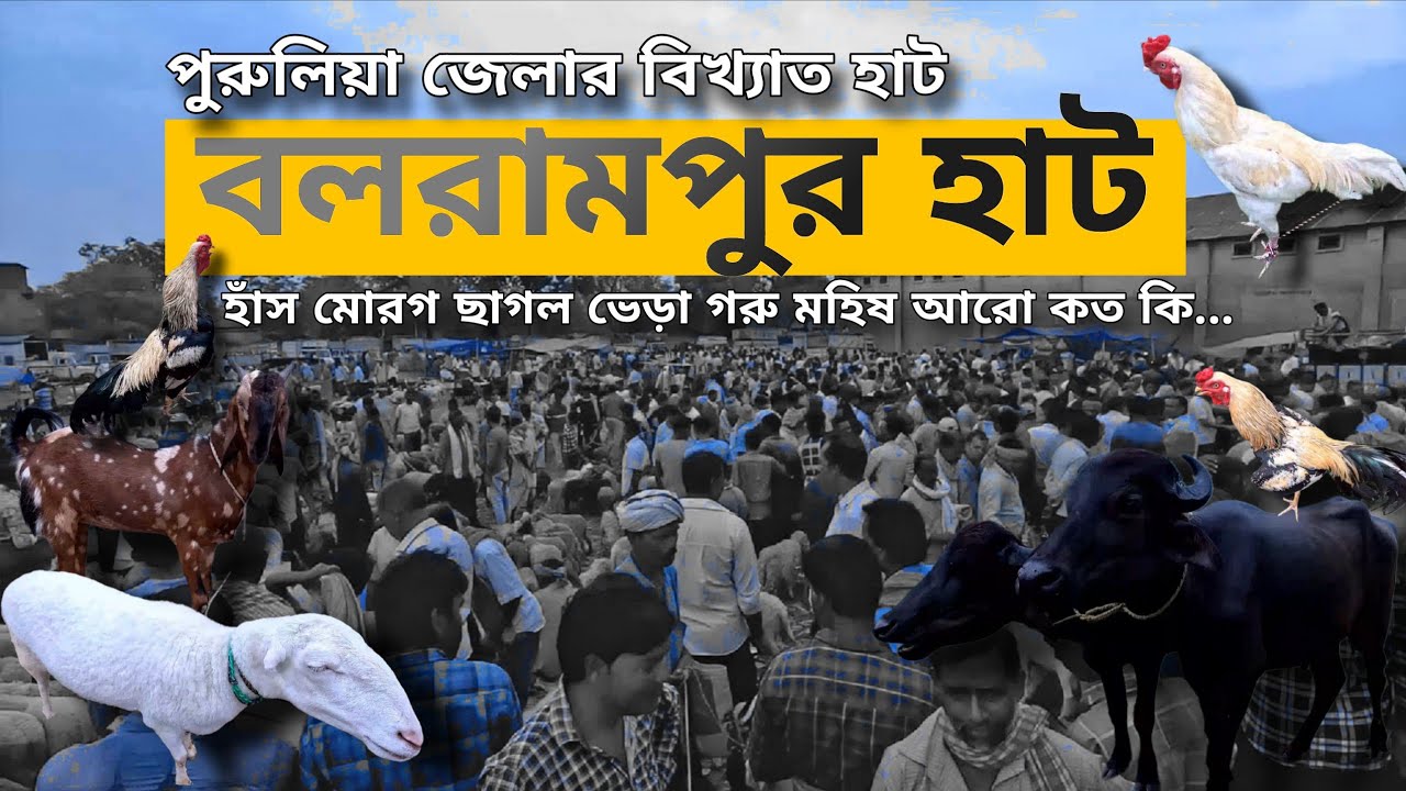 বকরি ঈদ স্পেশাল | বলরামপুর হাট | Balarampur haat | সস্তার বস্তা বস্তা জিনিস with @achenaporshi
