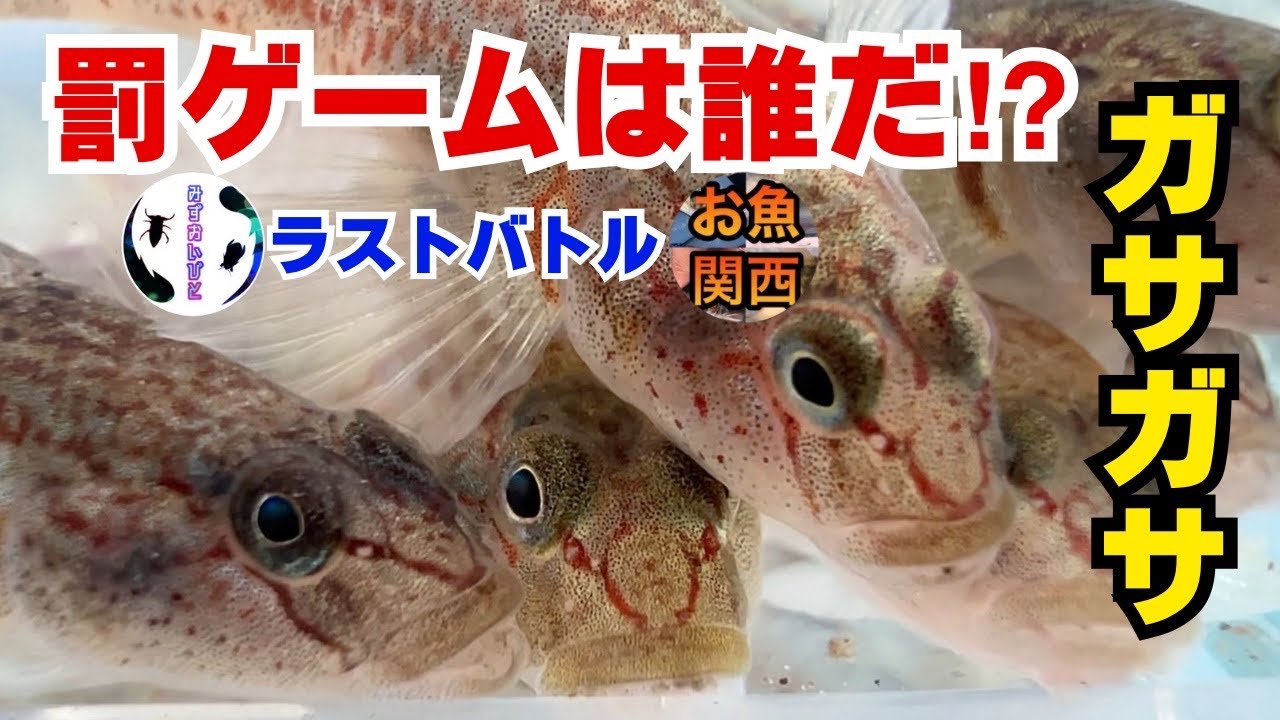 制限時間内にたくさんのお魚を捕まえろ！【GASA-1グランプリ】