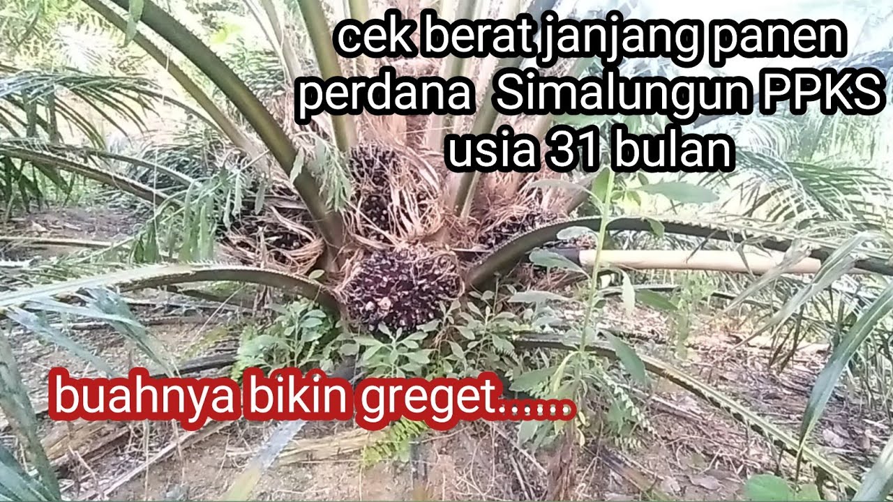 Berat janjang panen perdana PPKS Simalungun usia 31 bulan