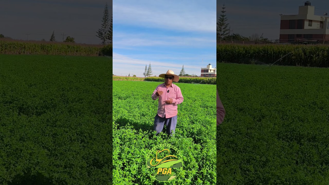 El Riego controlado es optimizar el uso del agua, mejorando la eficiencia del cultivo.