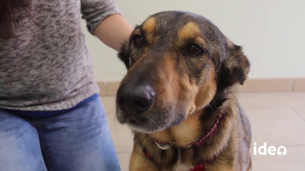 Cómo saber si un perro tiene problemas neurológicos