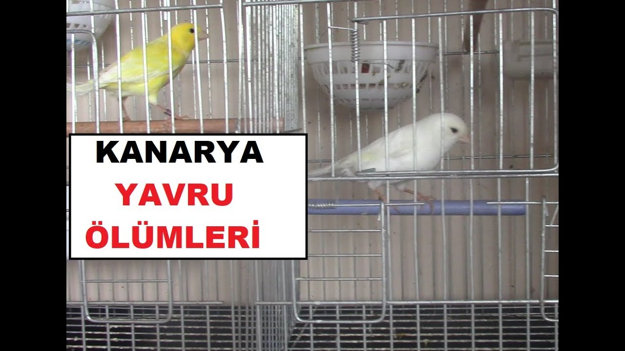Kanaryalar Yavrusunu Neden Ezer ? | Yavrular Neden Ölüyor ?