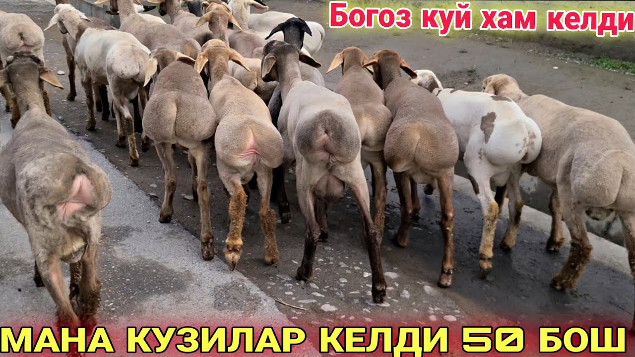 БОГОЗ. БОЛАЛИК. КУЗИ. КУЧКОР ХАММАСИДАН КЕЛДИ 50 ОПТОМ ЭОЙИДАН ☎️+998335530025☎️