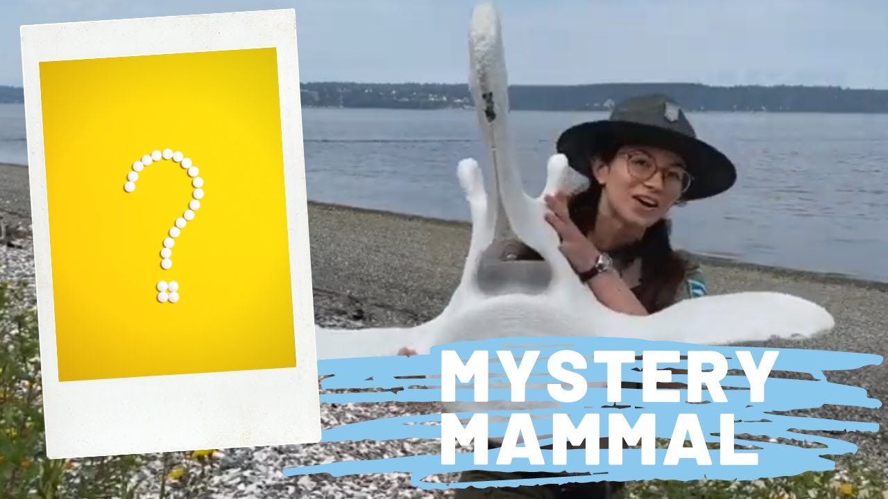 Mystery Mammal