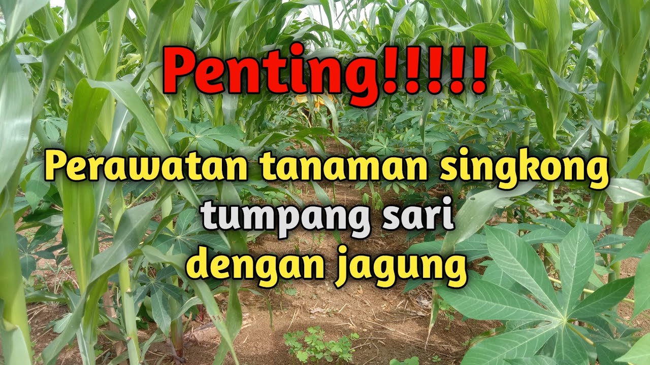 Perawatan Tanaman Singkong Tumpang Sari Dengan Jagung || Bang Harry Bastara