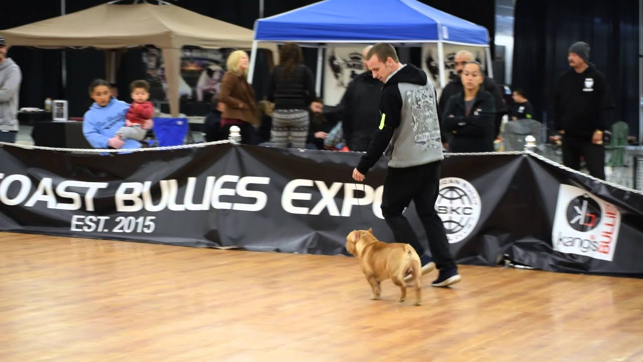 West Coast Finals 2015 , ABKC Gr.Champ Colt 45