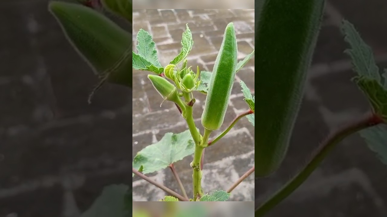 how to grow okra from seeds #okra #gardening #ladyfinger #bhindi #kitchengardening #vegetable #plant