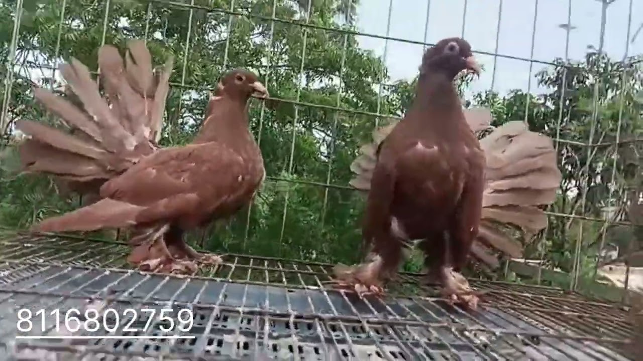All types fency pigeon sell.
