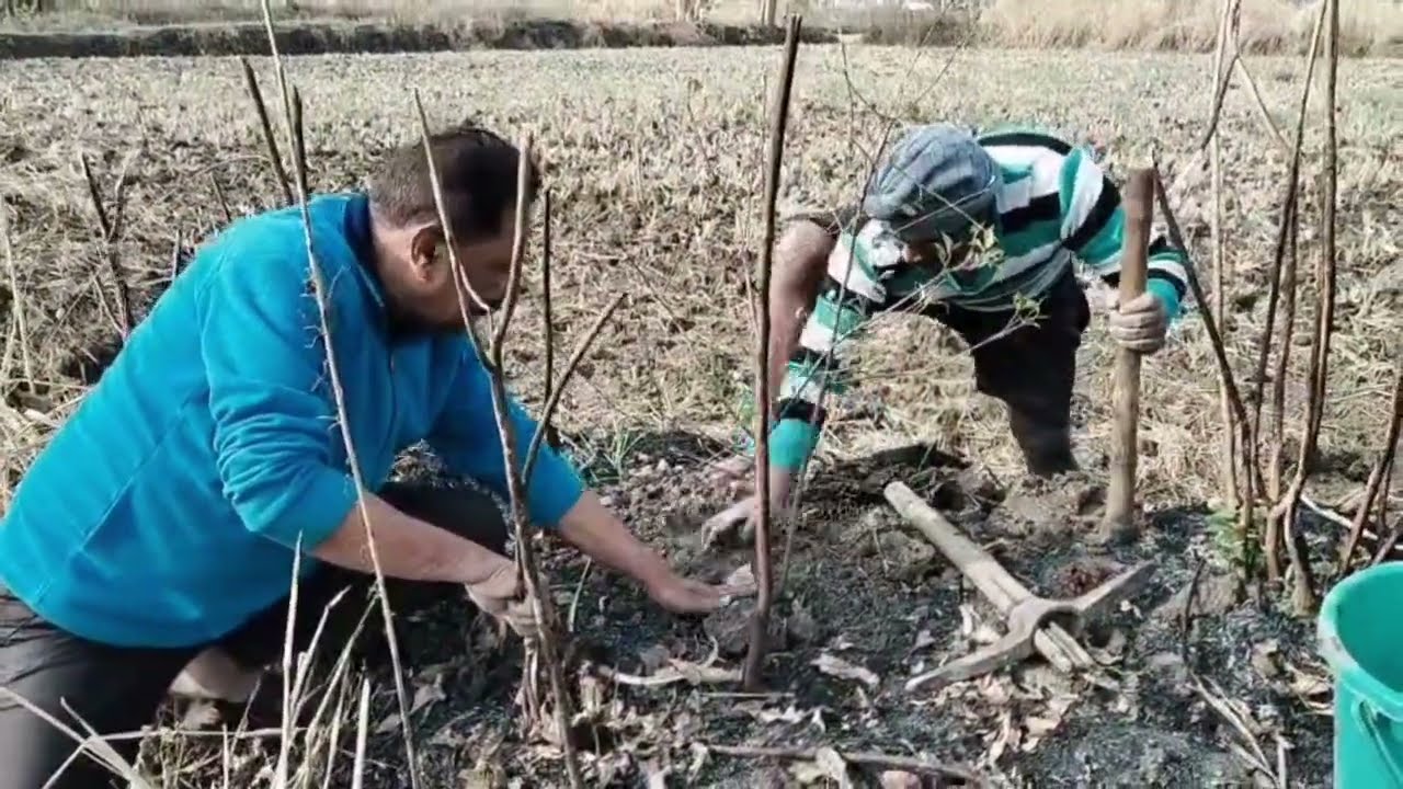 Aaj humne khet me ped lagay 🌿 आज हमने खेत में पेड़ लगाए 🌿